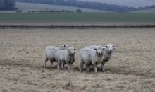 The Stonehenge Sheep